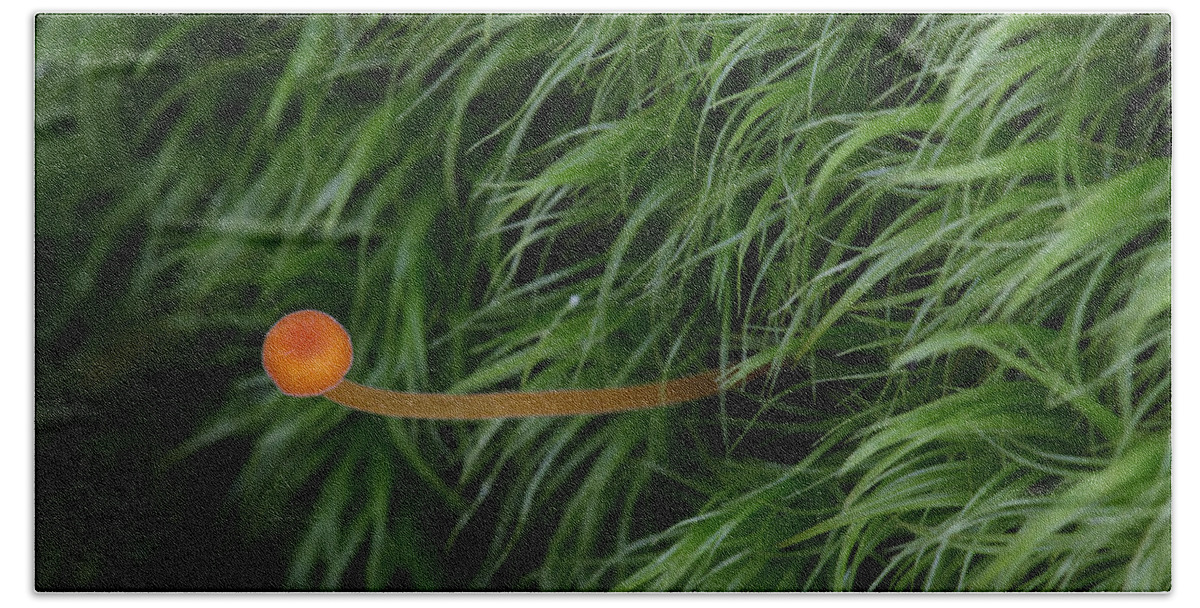 Nature Beach Sheet featuring the photograph Small Orange Mushroom In Moss by Daniel Reed
