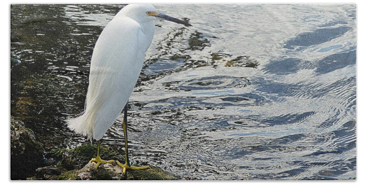Snowy Beach Towel featuring the photograph Snowy Egret 2 by Joe Faherty
