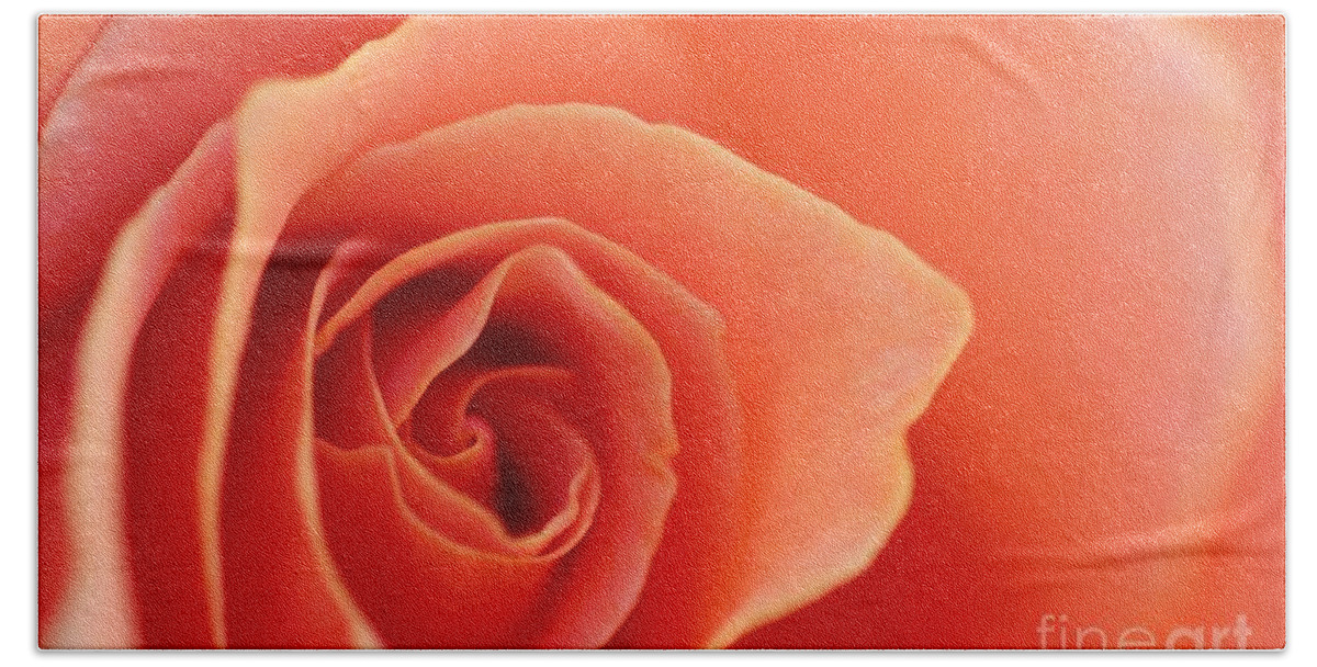 Rose Beach Sheet featuring the photograph Soft Rose Petals by Henrik Lehnerer