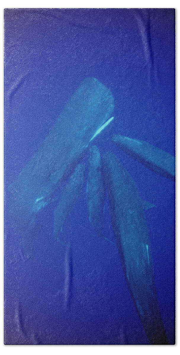 00113845 Beach Towel featuring the photograph Sperm Whale Pod Socializing Dominica by Flip Nicklin