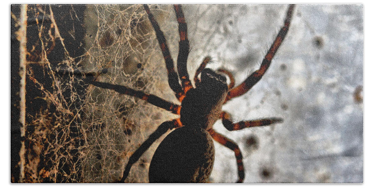 Spider Beach Towel featuring the photograph Spiders Home by Chriss Pagani