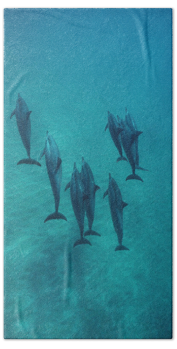 00087133 Beach Towel featuring the photograph Spinner Dolphin Group Underwater Bahamas by Flip Nicklin