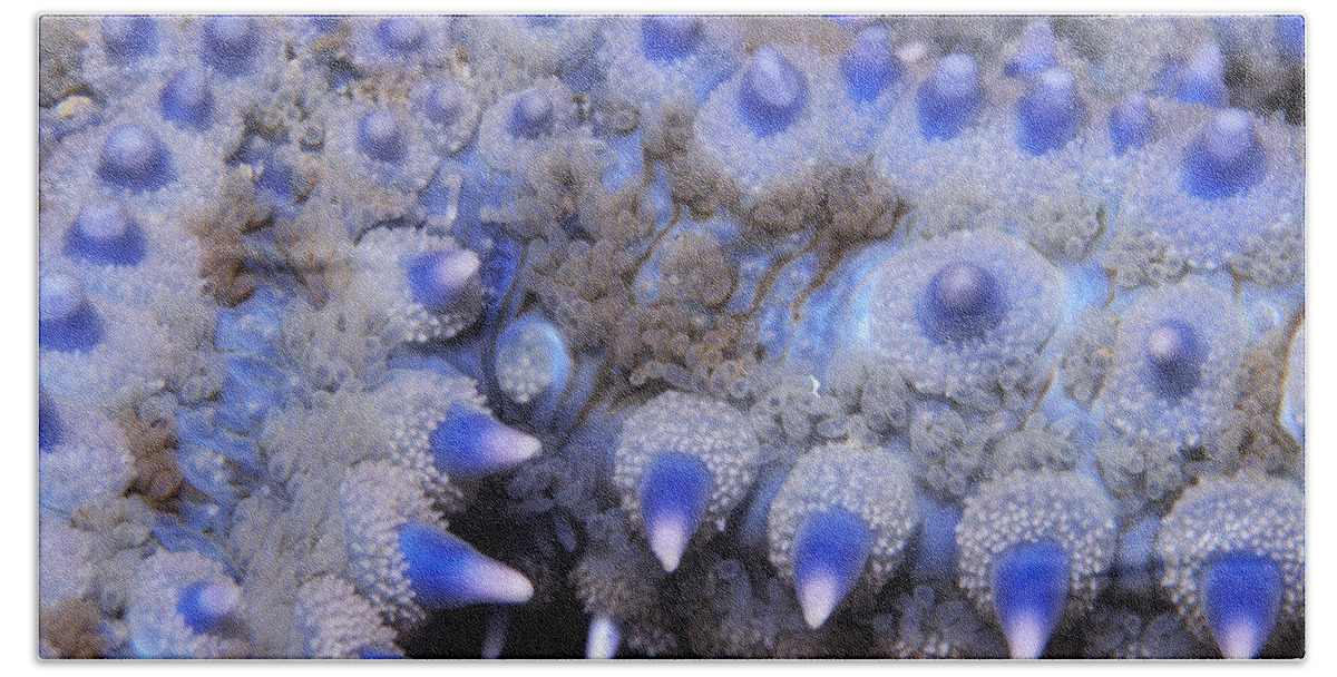 Fn Beach Towel featuring the photograph Spiny Starfish Marthasterias Glacialis by Hans Leijnse