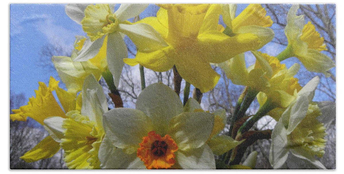 Daffodil Beach Towel featuring the photograph Spring Burst by Kim Galluzzo