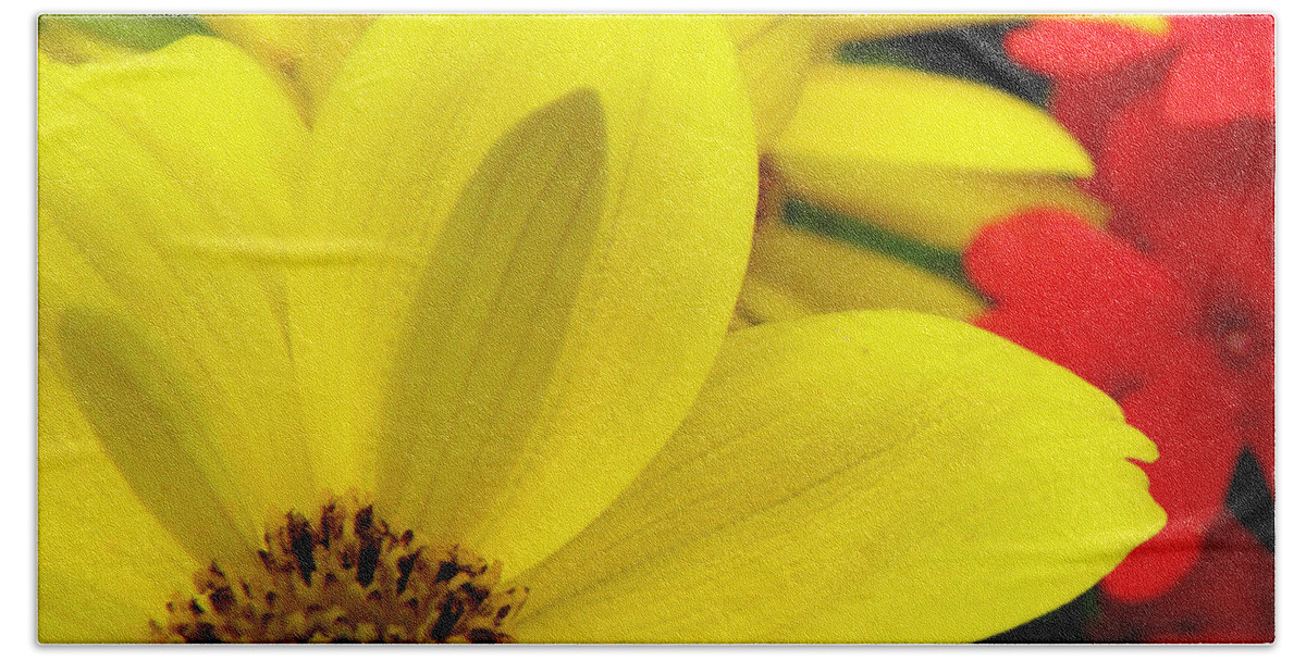 Yellow Flower Beach Towel featuring the photograph Spring Has Sprung by Kim Galluzzo