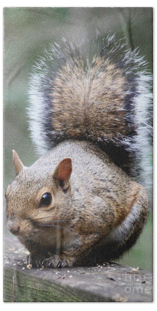 Squirrel Beach Towel featuring the photograph Squirrel by Carol Groenen