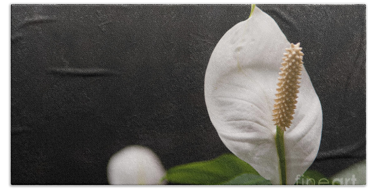 Flower Beach Towel featuring the photograph Closeup shot of the Peace Lily Spathiphyllum by Dejan Jovanovic