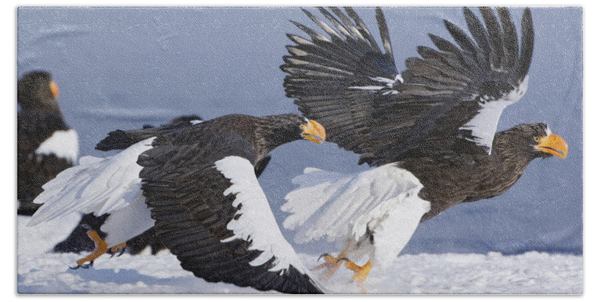 00782260 Beach Towel featuring the photograph Stellers Sea Eagle Chase by Sergey Gorshkov