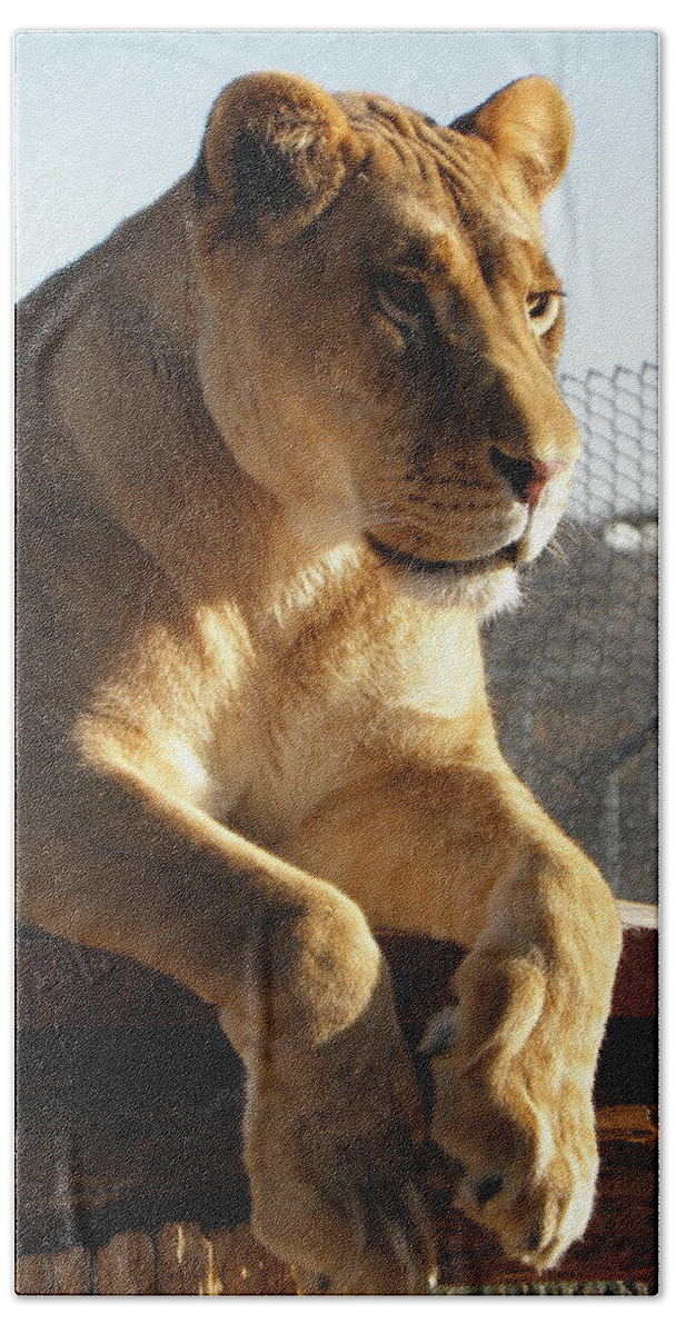Lion Beach Towel featuring the photograph Such A Calm About Her by Kim Galluzzo