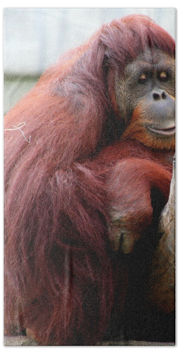 Sumatran Beach Towel featuring the photograph Sumatran Orangutan by Laurel Talabere