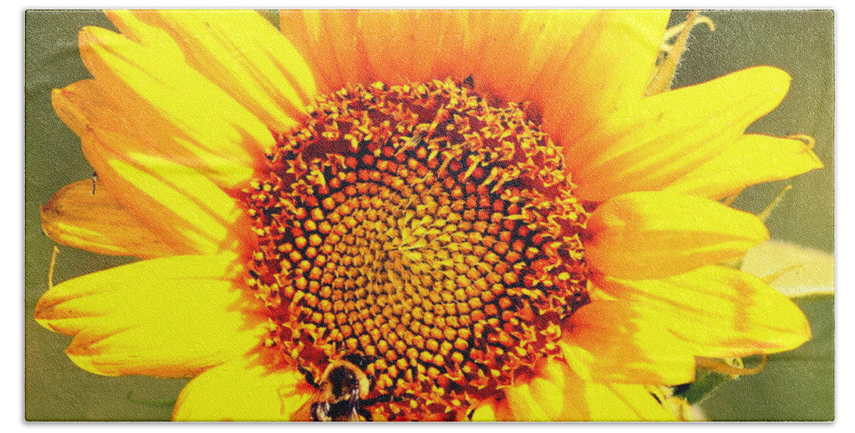 Paul Wilford Beach Towel featuring the photograph Sunflower and Bee by Paul Wilford