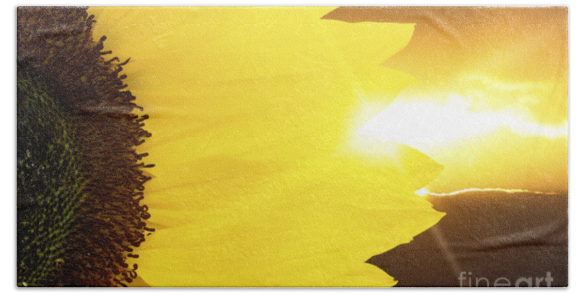 Sunflower Beach Towel featuring the photograph Sunflower and sunset by Simon Bratt