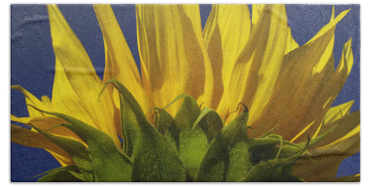 Sunflower Beach Towel featuring the photograph Sunflower by Garry Gay