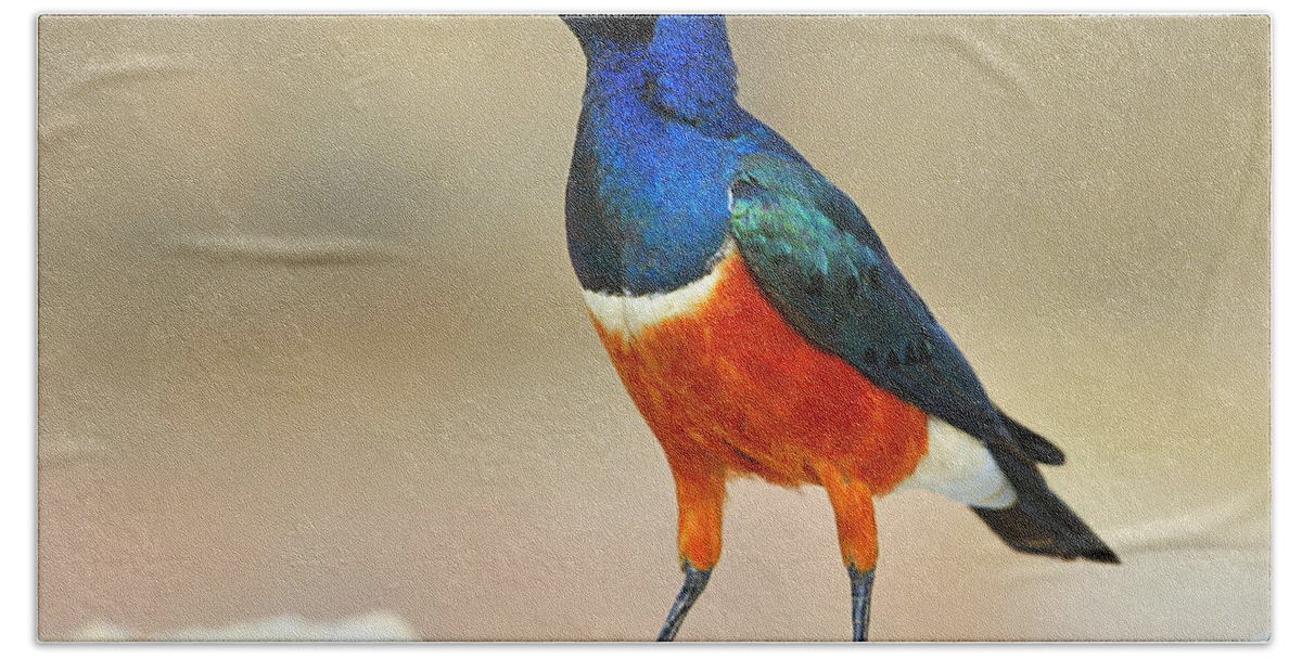 Superb Starling Beach Towel featuring the photograph Superb by Tony Beck