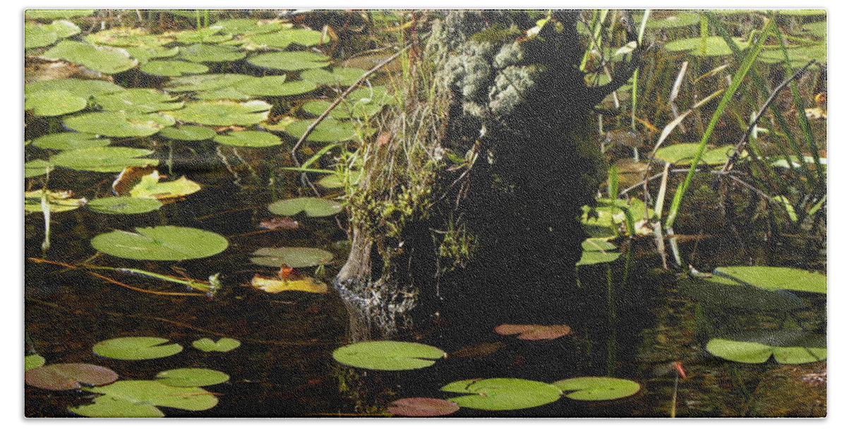 Stump Beach Towel featuring the photograph Surrounded By Lily Pads by Kim Galluzzo Wozniak
