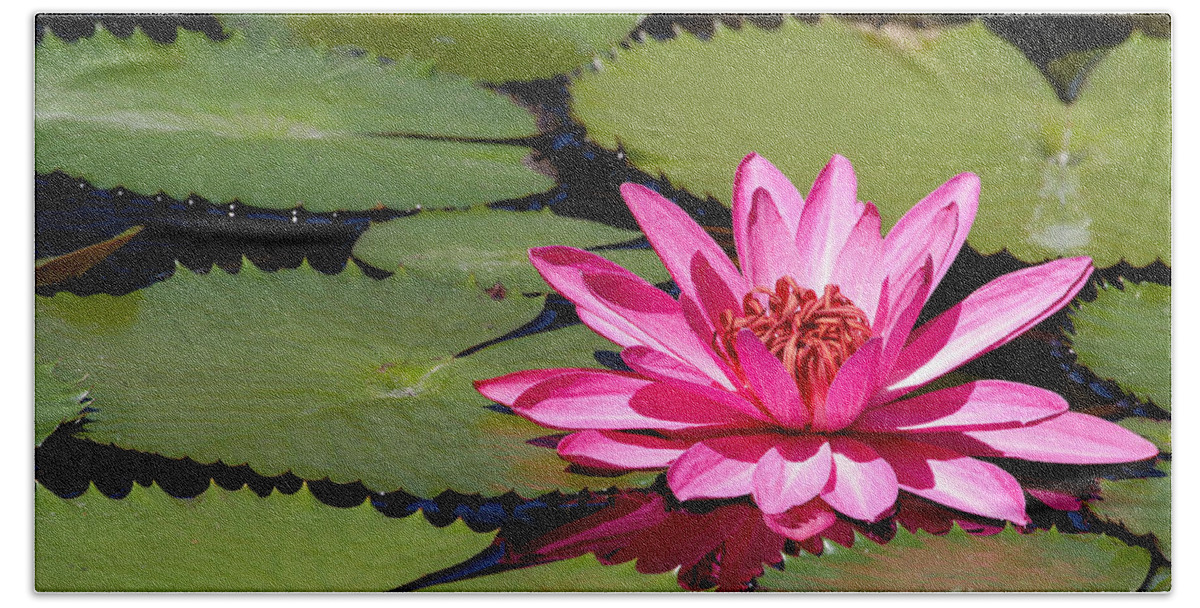Macro Beach Towel featuring the photograph Sweet Pink Water Lily in the River by Sabrina L Ryan