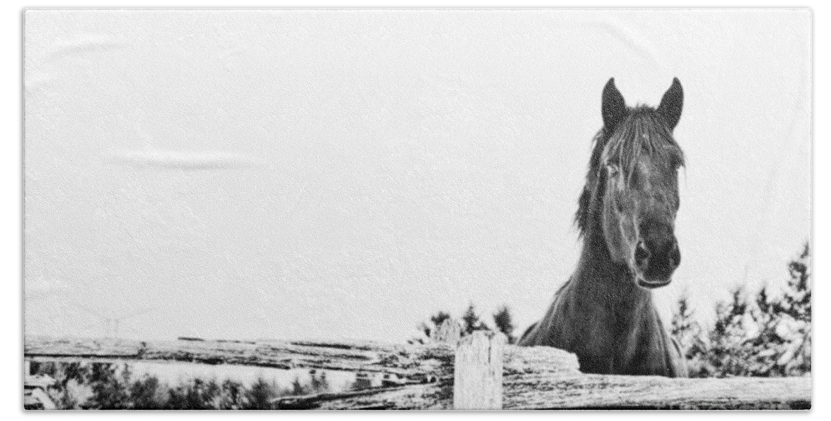 Horse Beach Towel featuring the photograph Take Me for a Ride by Traci Cottingham