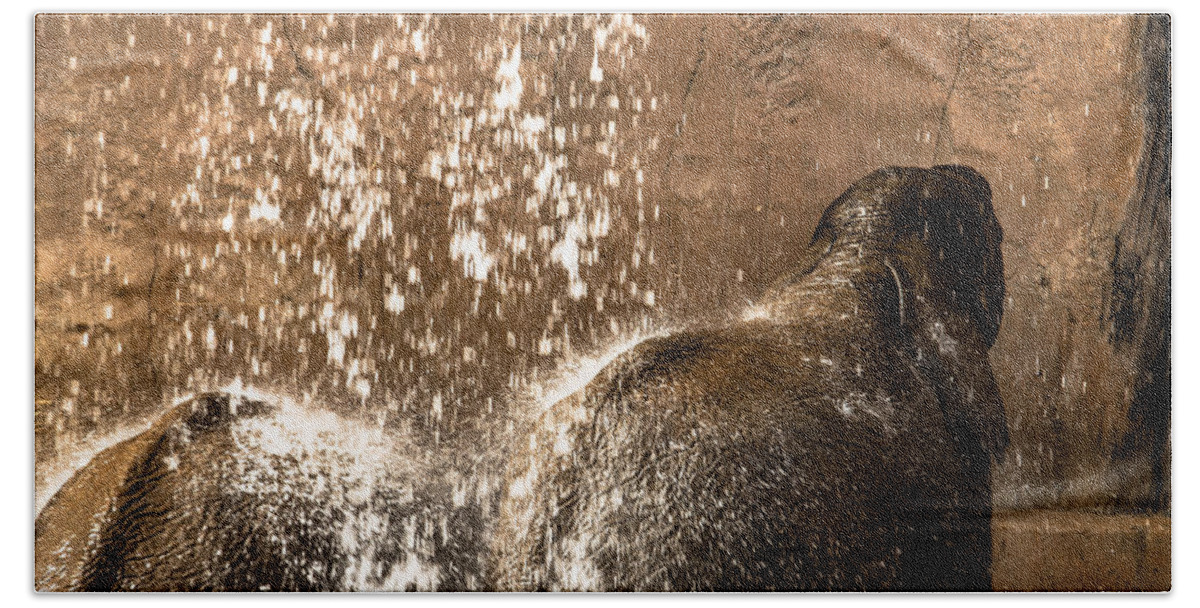 Elephant Beach Towel featuring the photograph The Bath Day by Edgar Laureano