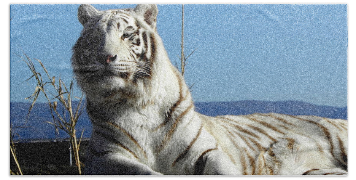 White Beach Towel featuring the photograph The Great White Tiger by Kim Galluzzo
