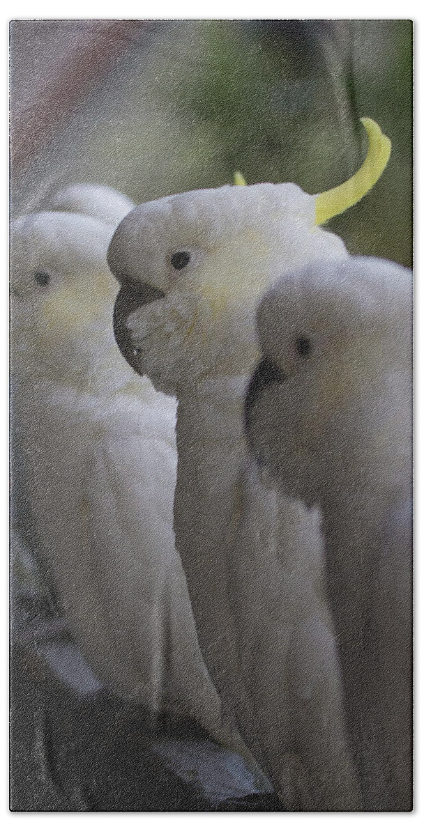 Sulphur Crested Cockatoos Beach Towel featuring the photograph The Line-Up by Douglas Barnard