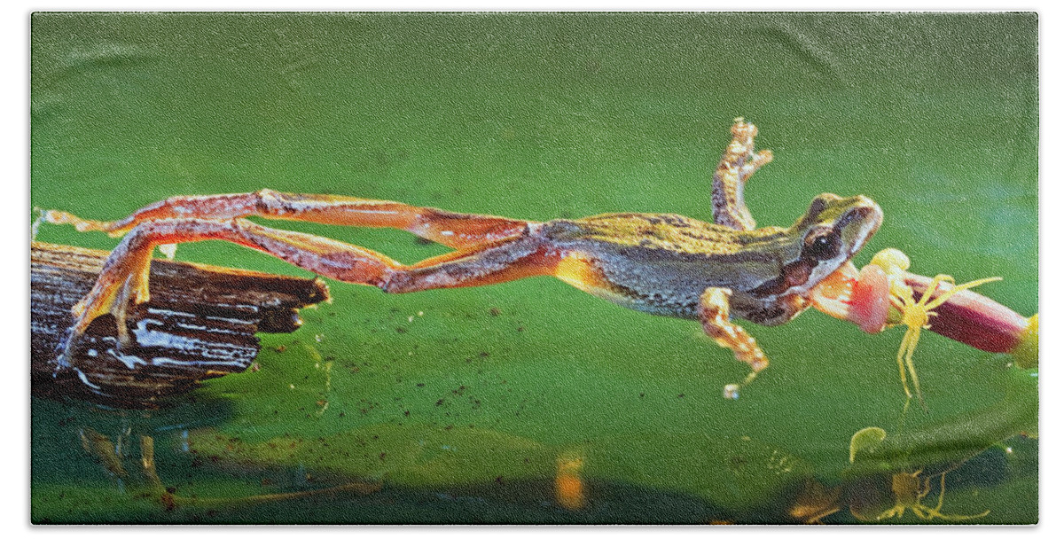 Frog Beach Towel featuring the photograph The moment of predation by William Lee