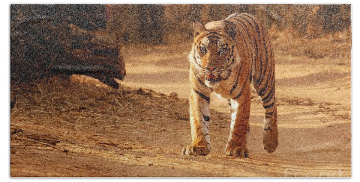 Royal Beach Towel featuring the photograph The Royal Bengal Tiger by Fotosas Photography
