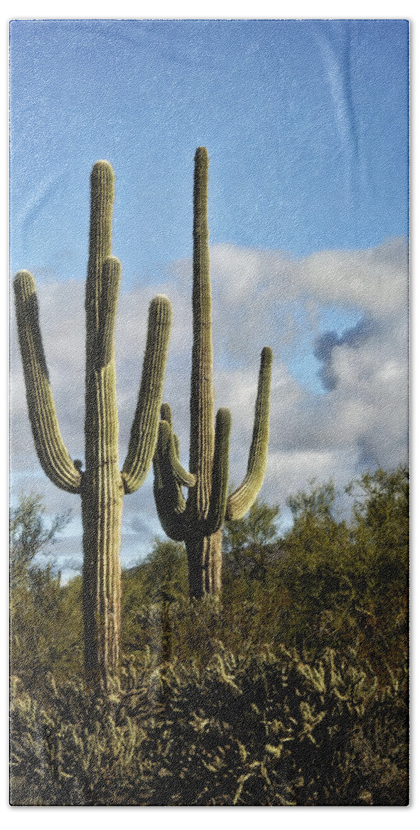 Sonoran Desert Beach Towel featuring the photograph The Saguaros by Saija Lehtonen