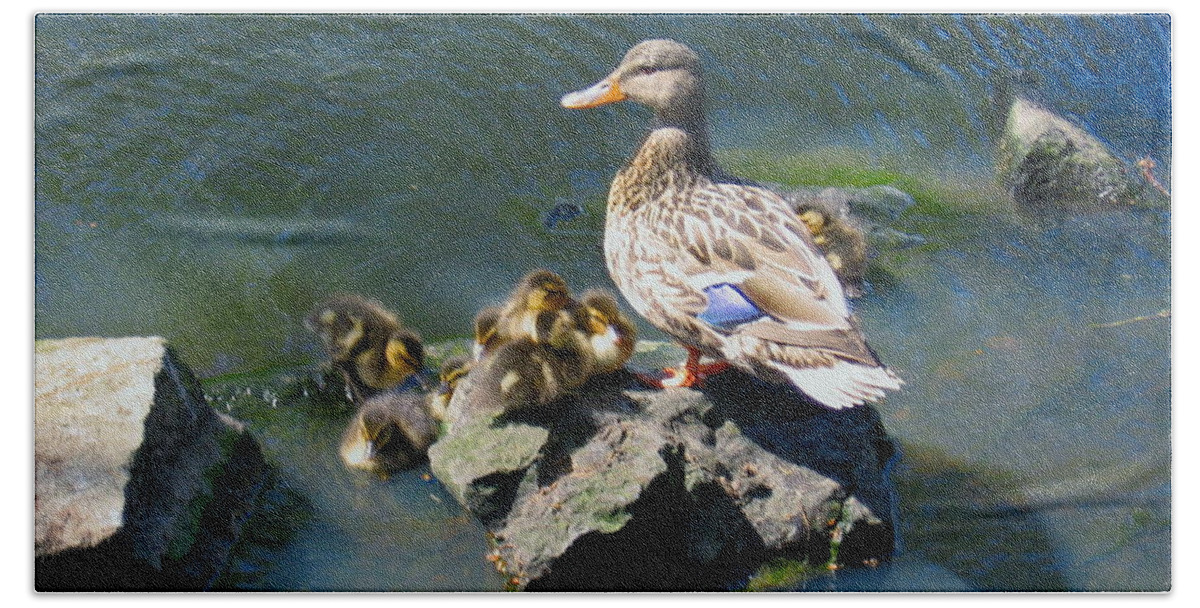Ducks Beach Towel featuring the photograph The Swimming Lesson by Rory Siegel