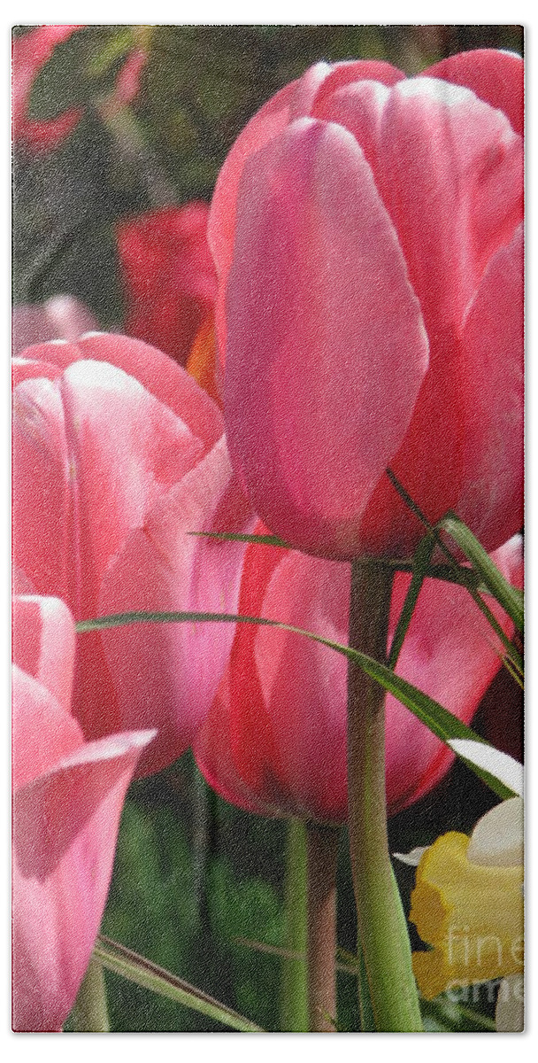 Tulips Beach Towel featuring the photograph There is Pink in Heaven by Rory Siegel