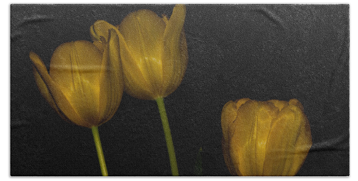Flowers Beach Towel featuring the photograph Three Tulips by Ed Gleichman