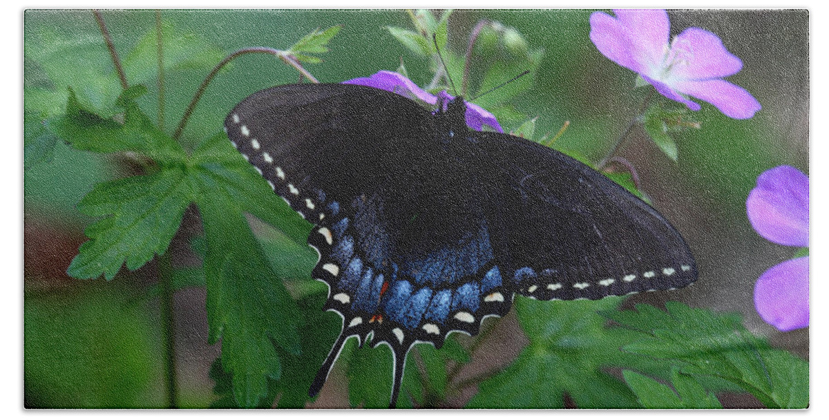 Butterfly Beach Towel featuring the photograph Tiger Swallowtail Female Dark Form On Wild Geranium by Daniel Reed