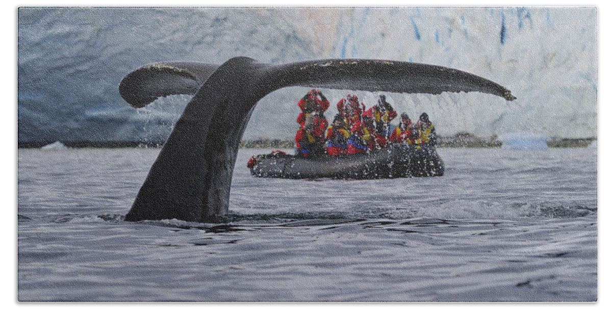 Humpback Whale (megaptera Novaeangliae) Beach Towel featuring the photograph Total Fluke by Tony Beck
