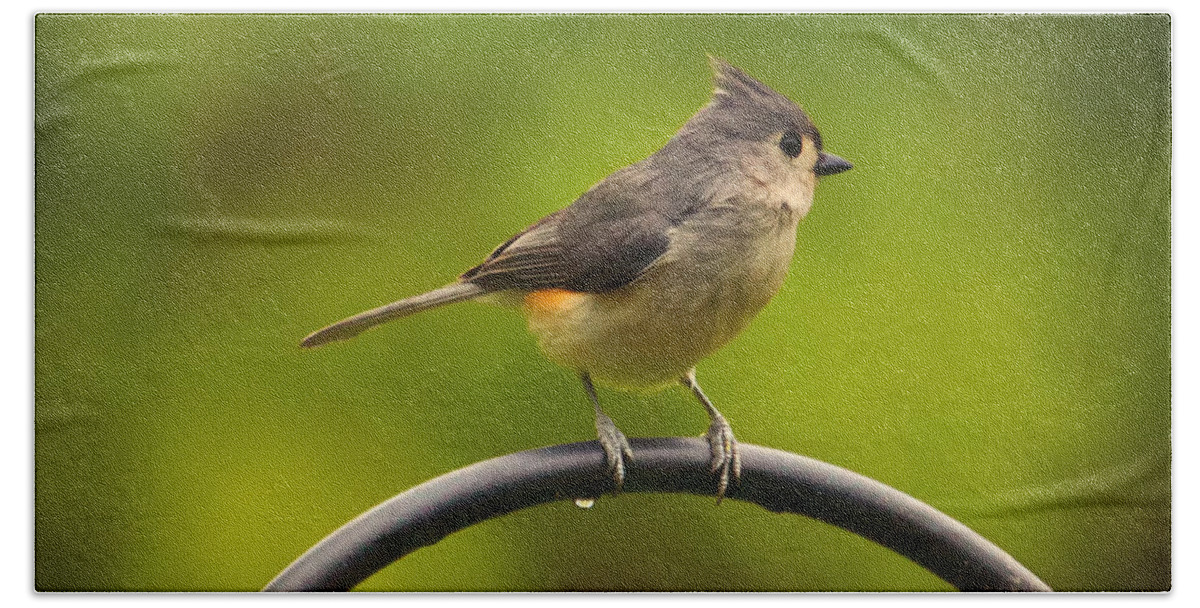 Tufted Titmouse Beach Towel featuring the photograph Tufted Titmouse on Pole by Bill and Linda Tiepelman