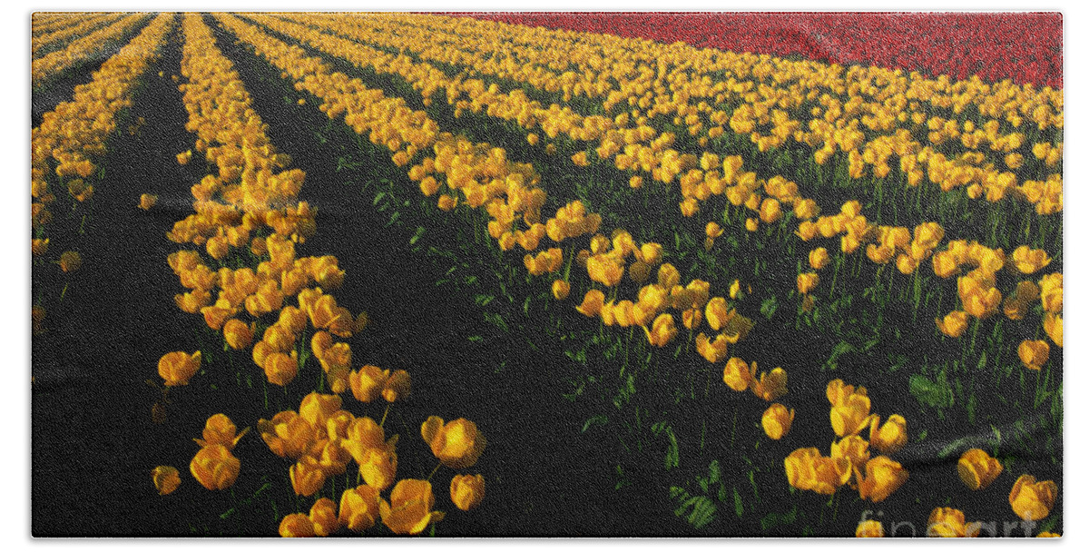Tulips Beach Towel featuring the photograph Tulip Fields Forever by Bob Christopher
