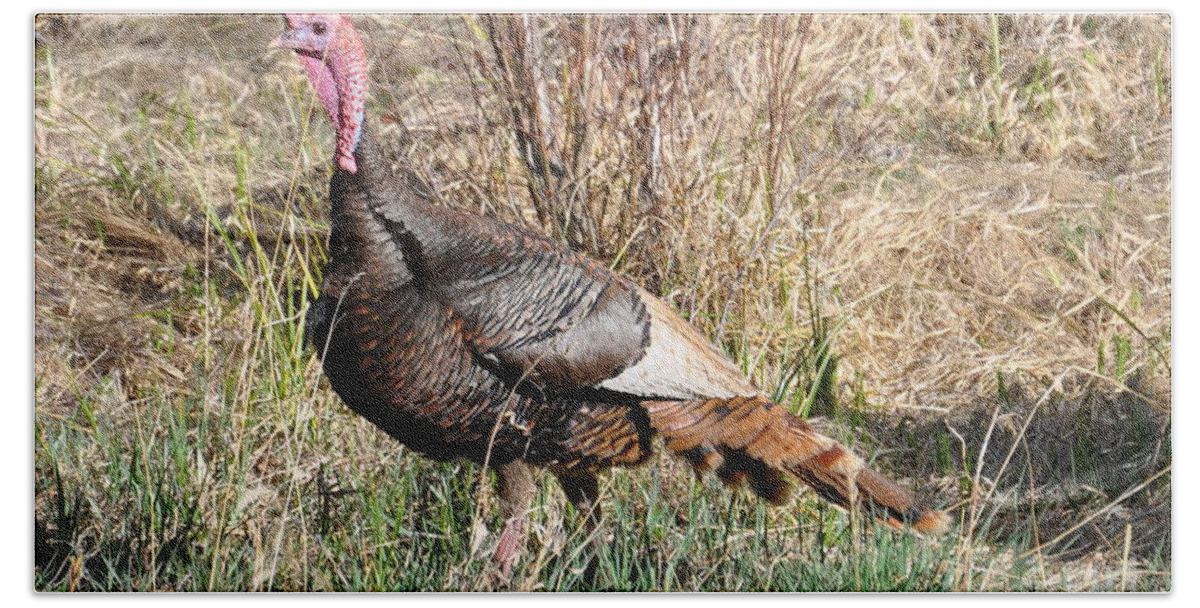 Turkey Beach Towel featuring the photograph Turkey in the Straw by Dorrene BrownButterfield