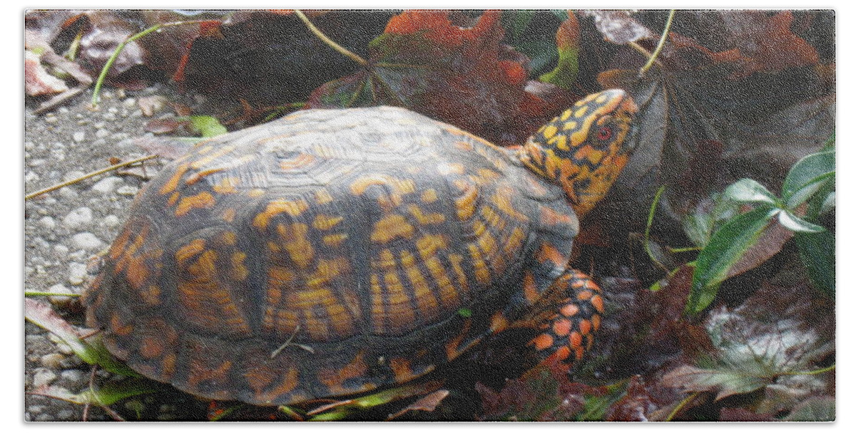 Box Turtle Beach Towel featuring the photograph Turtle in the Gardens by Nancy Patterson