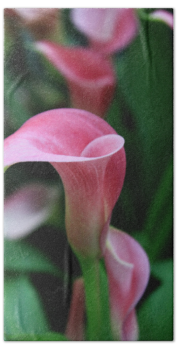 Calla Lily Beach Towel featuring the photograph Twirl by Tammy Espino