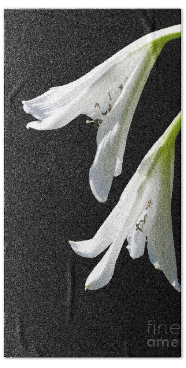 Lily Beach Towel featuring the photograph Two White Lilies by Sabrina L Ryan