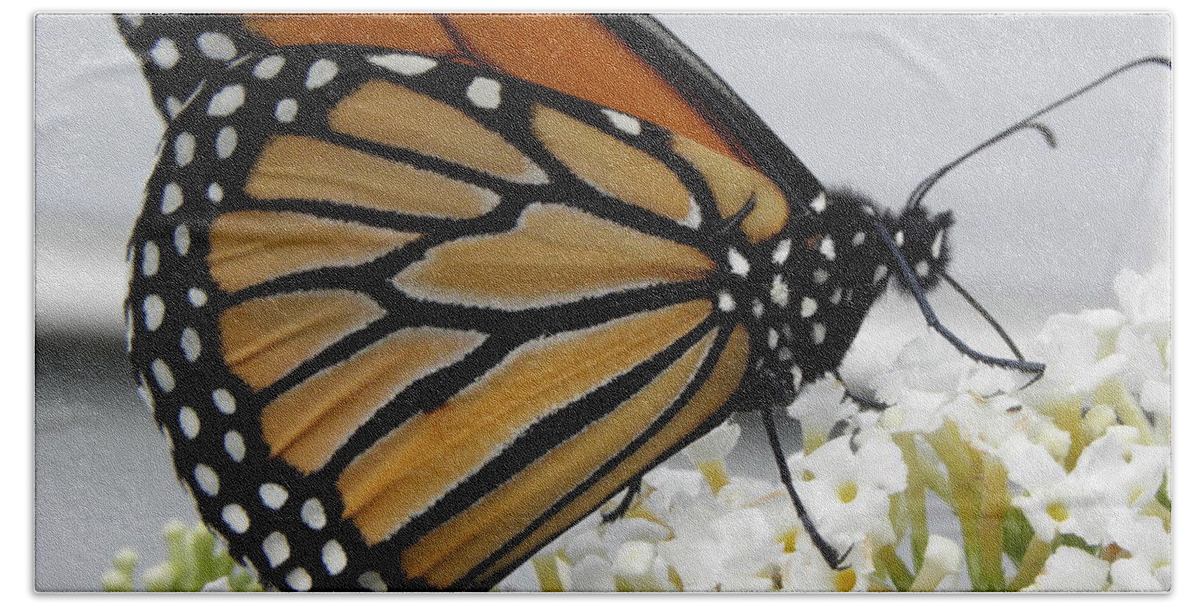 Monarch Beach Towel featuring the photograph Up Close And Personal by Kim Galluzzo