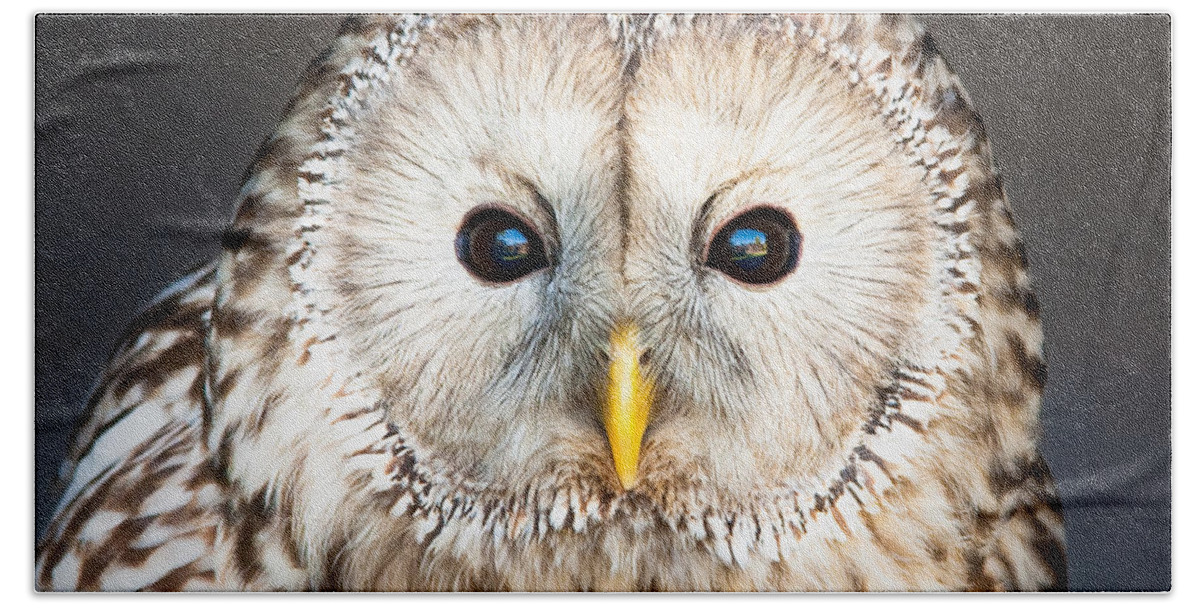 Animal Beach Towel featuring the photograph Ural owl by Tom Gowanlock