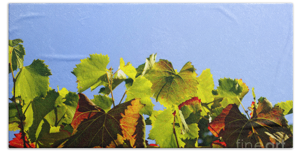 Agriculture Beach Towel featuring the photograph Vineyard Leaves by Carlos Caetano