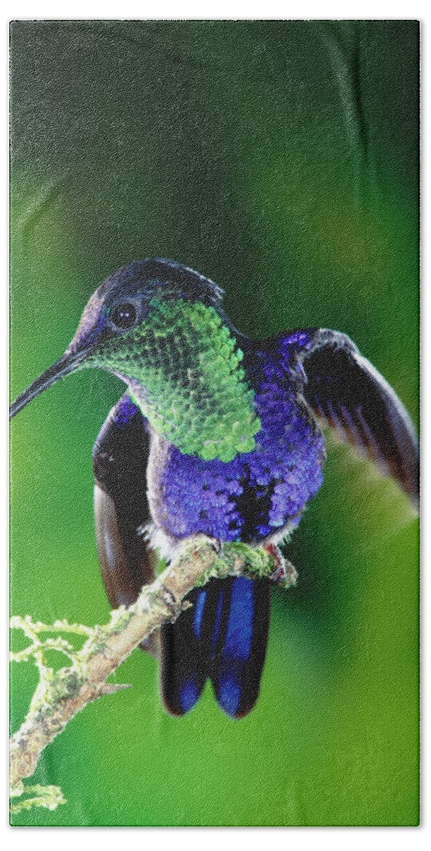 Mp Beach Towel featuring the photograph Violet-crowned Woodnymph Thalurania by Michael & Patricia Fogden