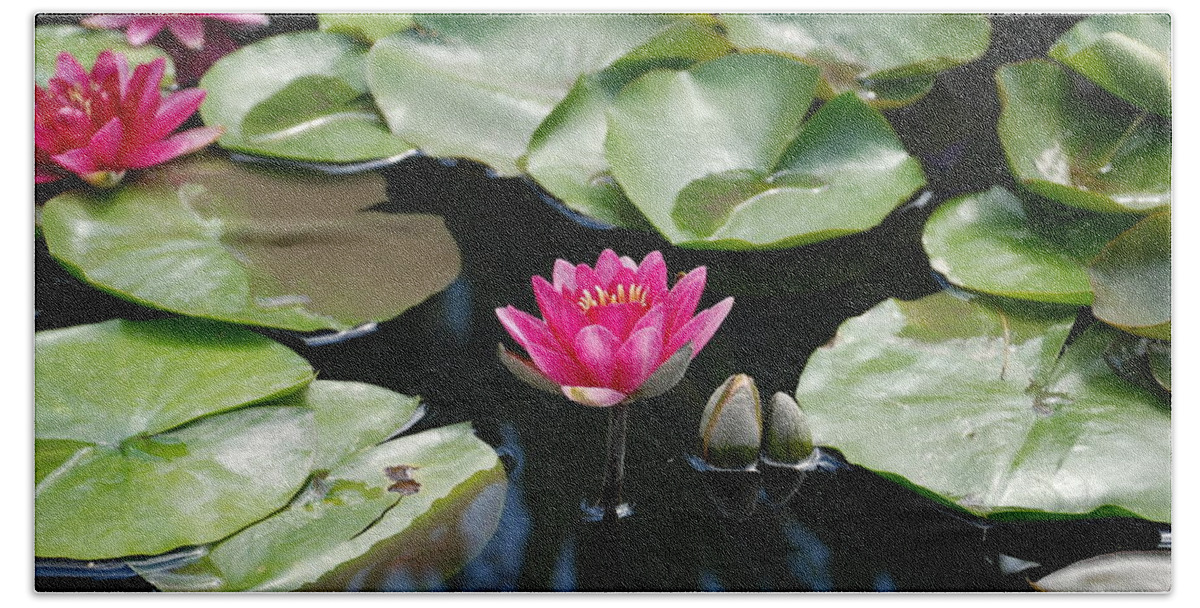 Water Lilies Beach Towel featuring the photograph Water Lilies by Jennifer Ancker