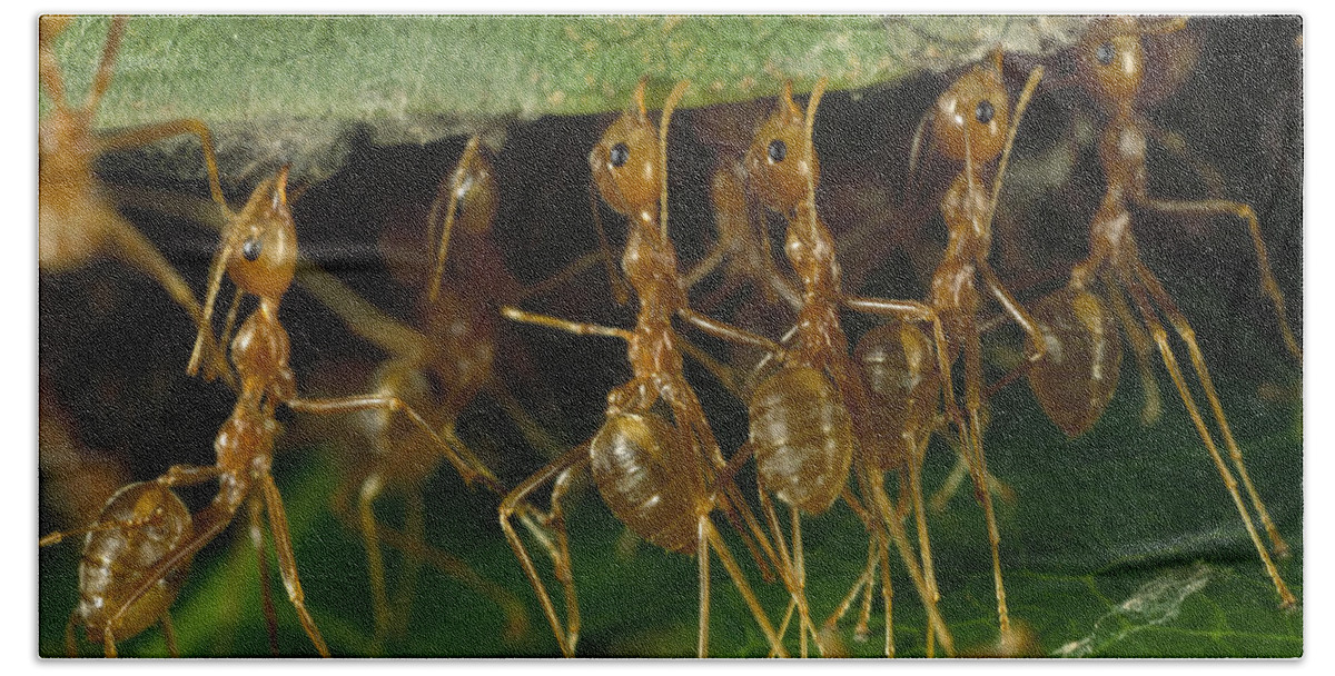 Mp Beach Towel featuring the photograph Weaver Ant Oecophylla Longinoda Group by Mark Moffett
