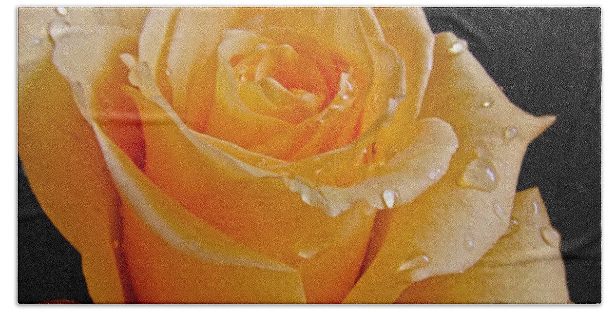  Beach Towel featuring the photograph Wet Yellow Rose by Debbie Portwood