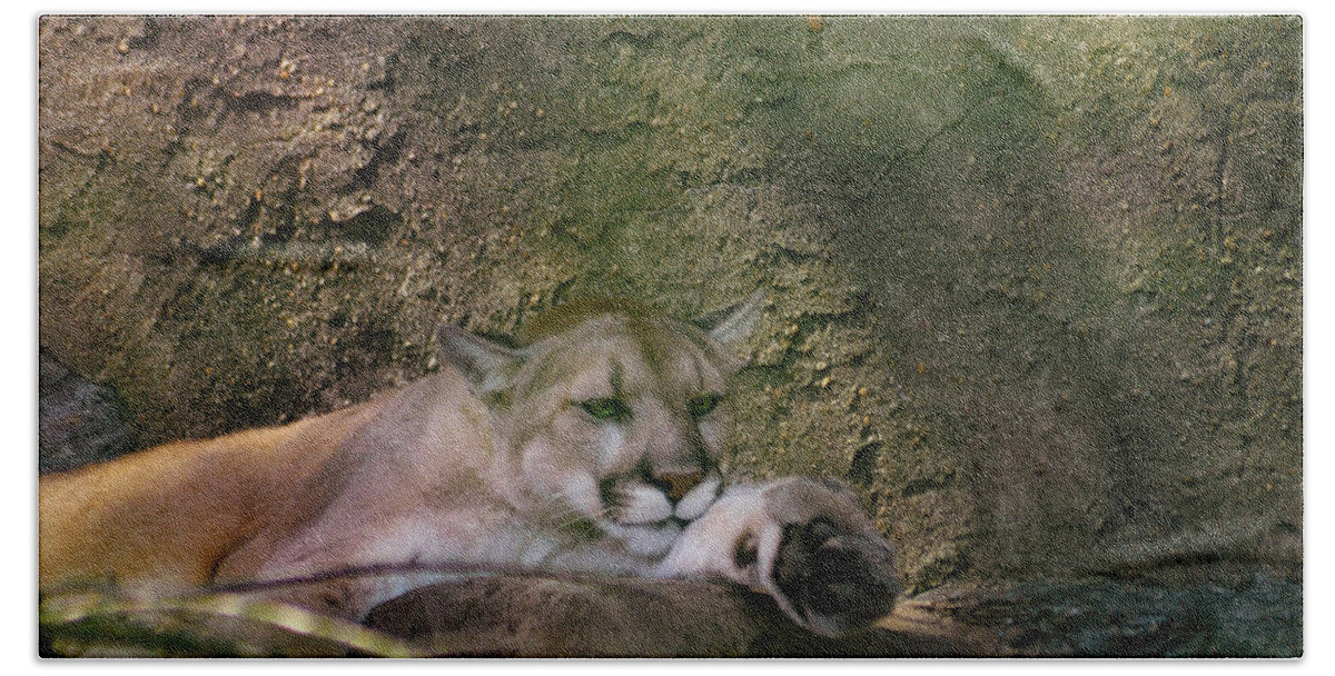 Cougar Beach Sheet featuring the photograph What A Paw by Trish Tritz