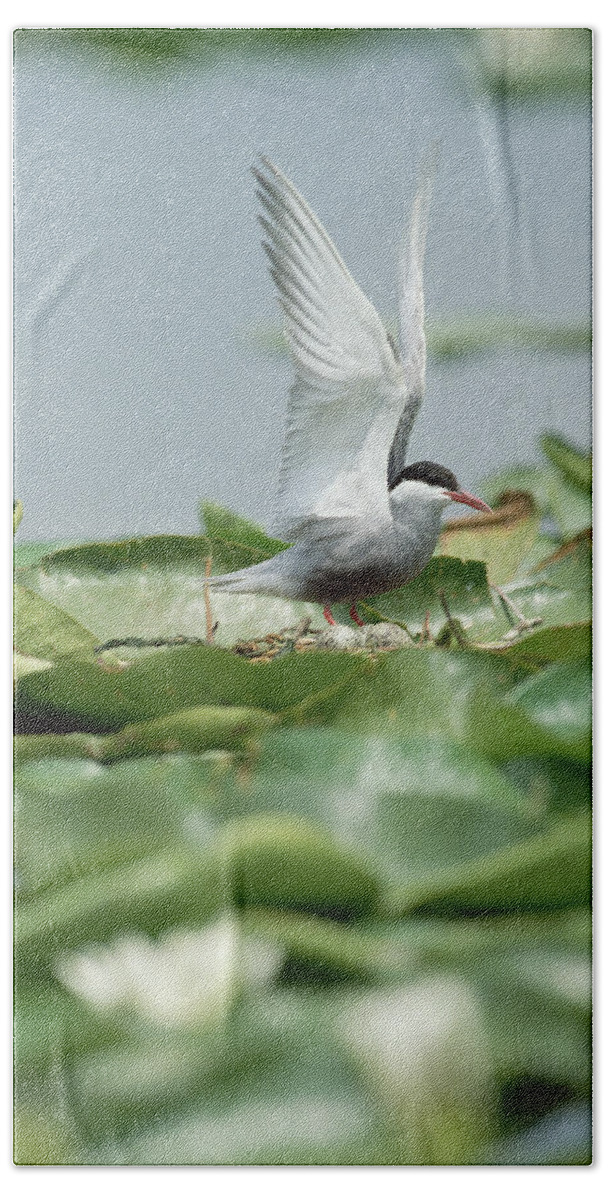 Mp Beach Towel featuring the photograph Whiskered Tern Chlidonias Hybridus by Konrad Wothe