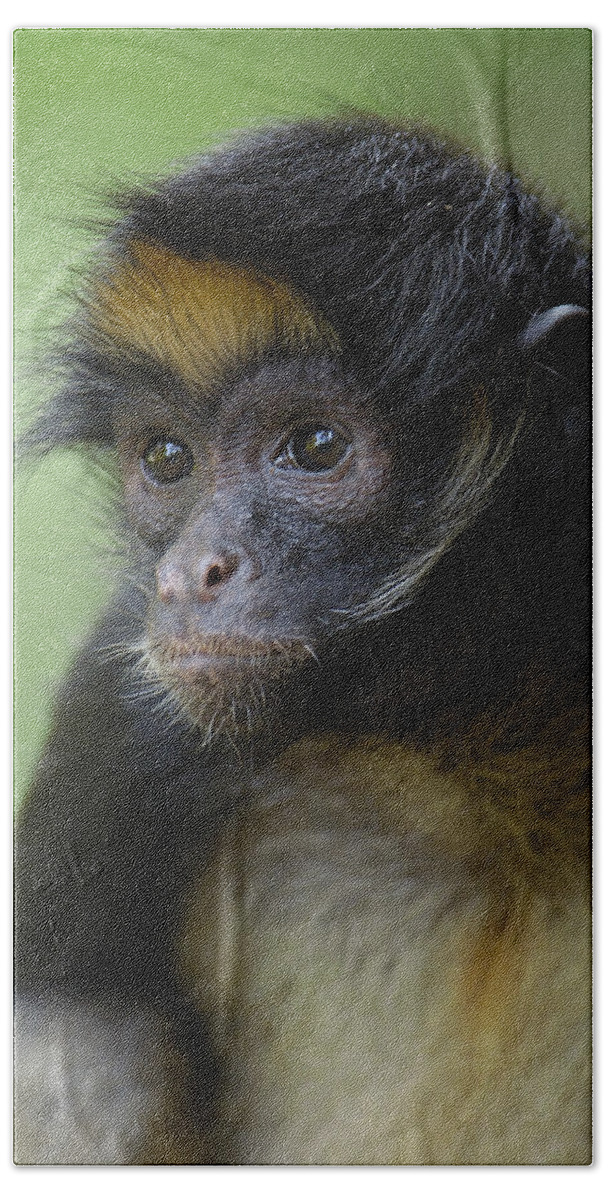 Mp Beach Towel featuring the photograph White-bellied Spider Monkey Ateles by Pete Oxford