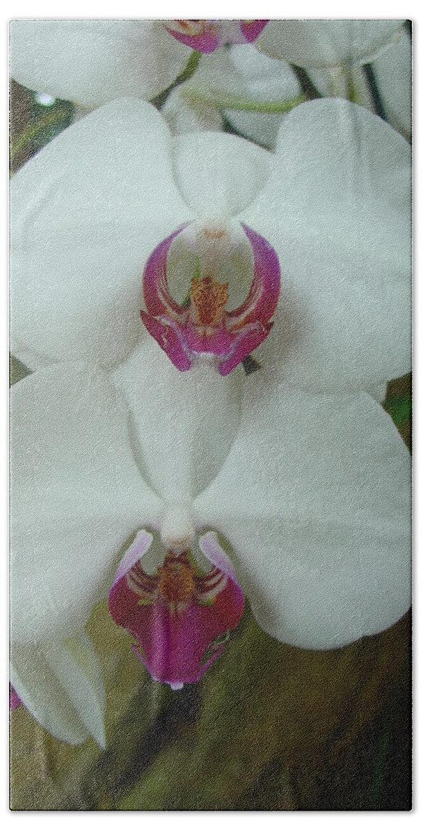 Orchid Beach Towel featuring the photograph White Orchid by Charles and Melisa Morrison