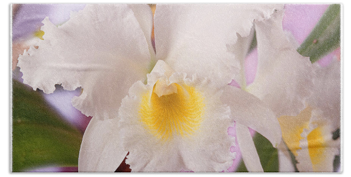 White Flower Beach Towel featuring the photograph White Orchid by Mike McGlothlen